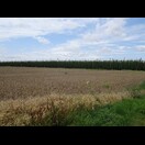 Hopfen